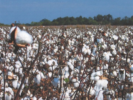 CottonCrop-web